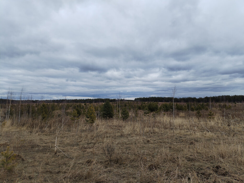 к.п. Шишкино (городской округ Березовский) - фото земельного участка (4)