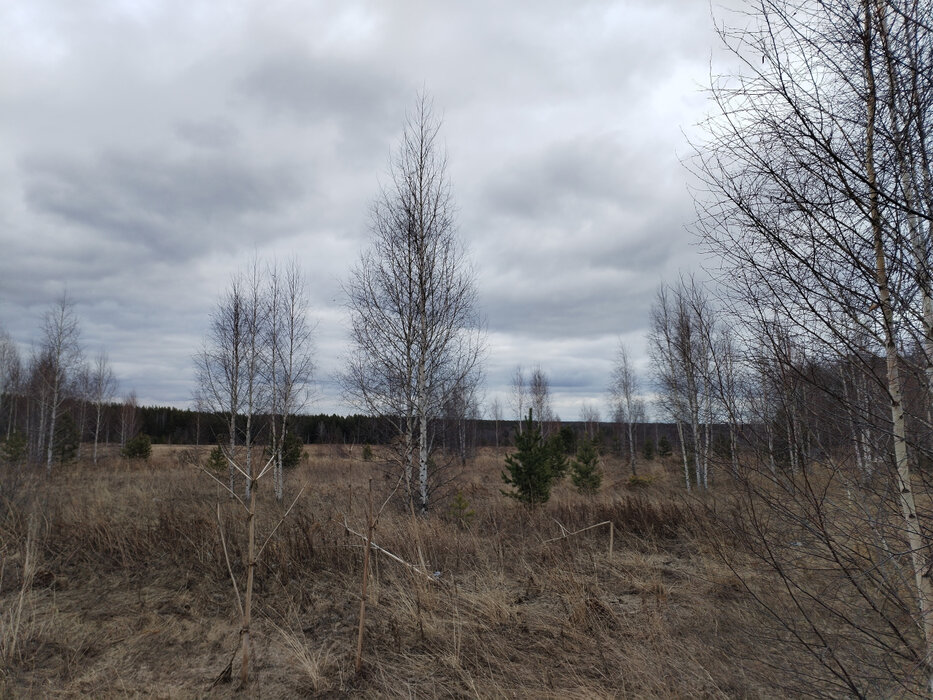 к.п. Шишкино (городской округ Березовский) - фото земельного участка (7)