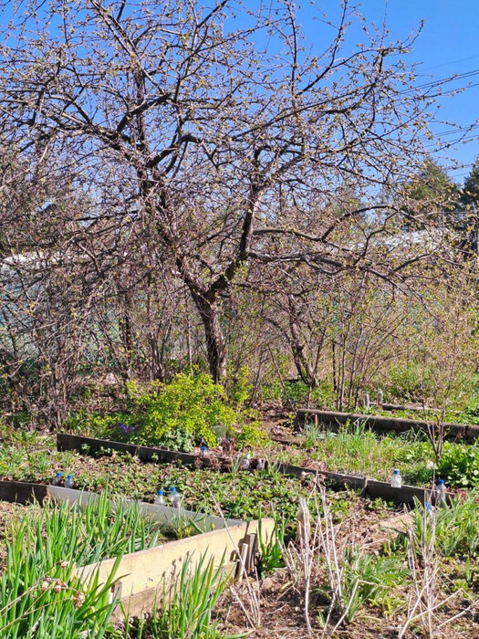 Екатеринбург, снт. Академстрой (кад.кв-л, уч. 0313032),138 - фото сада (3)