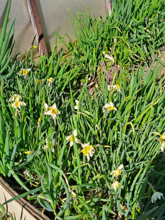 Екатеринбург, снт. Академстрой (кад.кв-л, уч. 0313032),138 - фото сада (6)