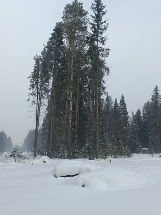 г. Ревда, ул. Виктора Дашкина, 2 (городской округ Ревда) - фото земельного участка (3)