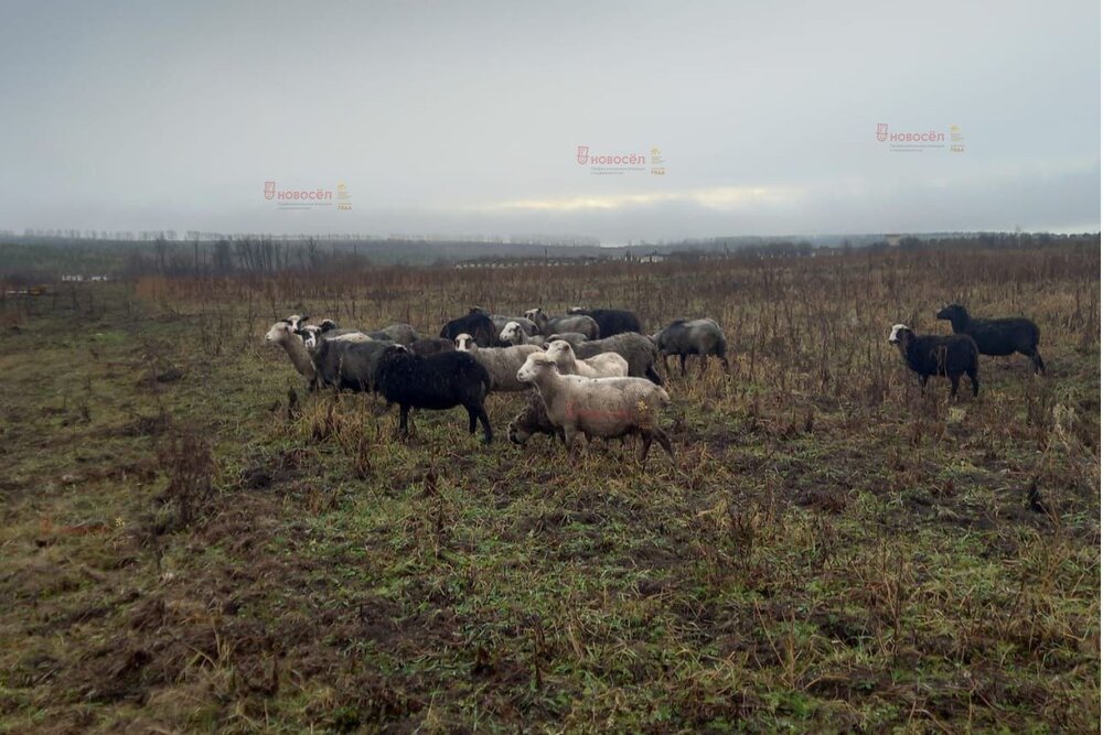 с. Поташка, ул. Ленина (городской округ Артинский) - фото земельного участка (2)