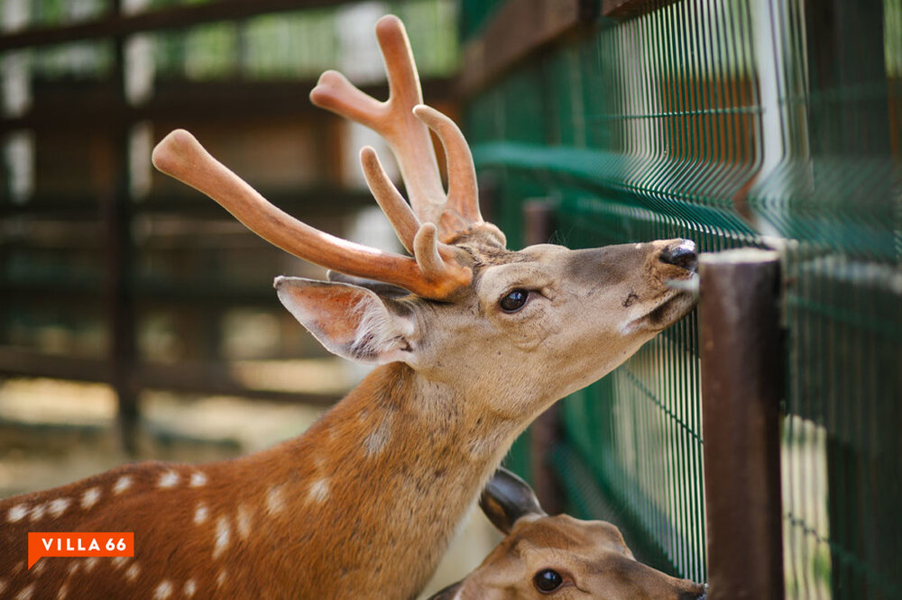 к.п. Заповедник, ул. Совята, 7 (городской округ Сысертский, п. Габиевский) - фото земельного участка (8)