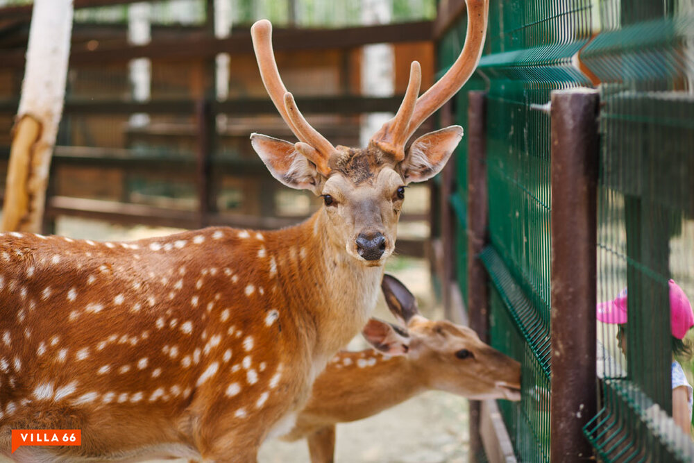 к.п. Заповедник, ул. Жемчужный, 69 (городской округ Сысертский, п. Габиевский) - фото земельного участка (7)
