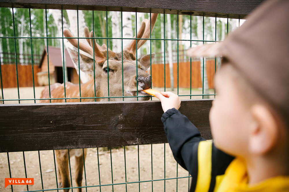 к.п. Заповедник, ул. Жемчужный, 50 (городской округ Сысертский, п. Габиевский) - фото земельного участка (7)