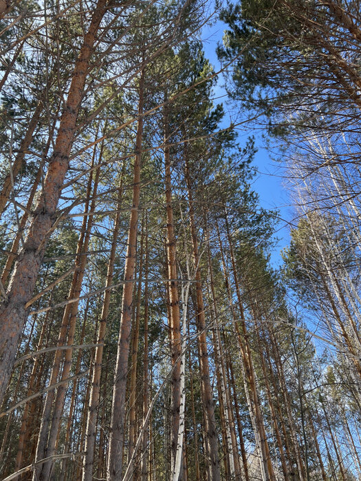 к.п. Заповедник, ул. Лисий Лес, 79 (городской округ Сысертский, п. Габиевский) - фото земельного участка (1)