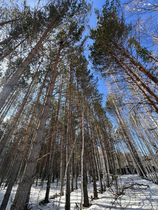 к.п. Заповедник, ул. Лисий Лес, 79 (городской округ Сысертский, п. Габиевский) - фото земельного участка (2)