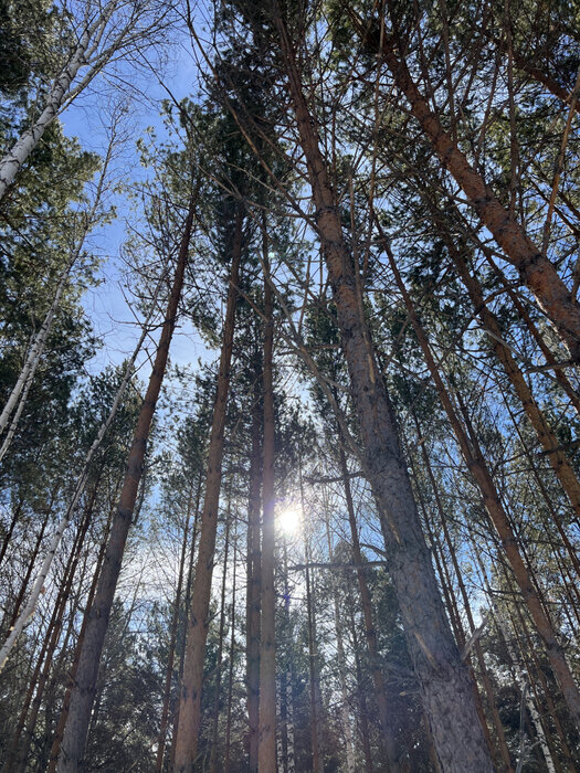 к.п. Заповедник, ул. Лисий Лес, 79 (городской округ Сысертский, п. Габиевский) - фото земельного участка (5)