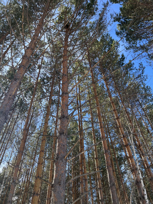 к.п. Заповедник, ул. Лисий Лес, 79 (городской округ Сысертский, п. Габиевский) - фото земельного участка (6)