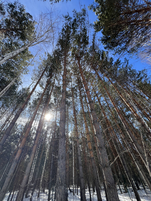к.п. Заповедник, ул. Лисий Лес, 79 (городской округ Сысертский, п. Габиевский) - фото земельного участка (7)