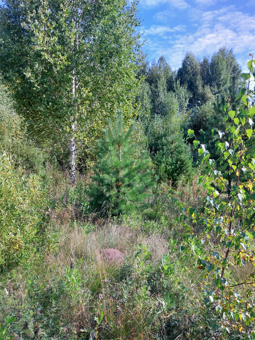 г. Верхняя Пышма, ул. квартал Новое Залесье (городской округ Верхняя Пышма) - фото земельного участка (7)