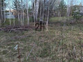 Продажа земельного участка: п. Белоярская Застава, ул. Солнечная (городской округ Белоярский) - Фото 2