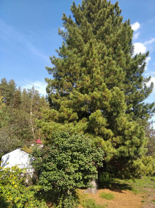 Екатеринбург, КС Горняк, уч. 23 (Палкинский торфяник) - фото сада (3)