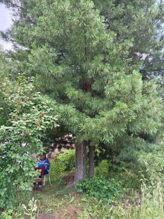 Екатеринбург, КС Горняк, уч. 23 (Палкинский торфяник) - фото сада (4)