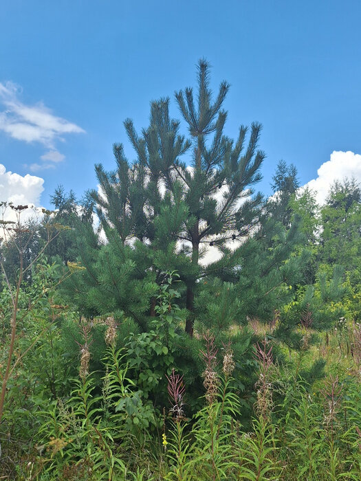 с. Мезенское, ул. Изумрудная (городской округ Заречный) - фото земельного участка (8)