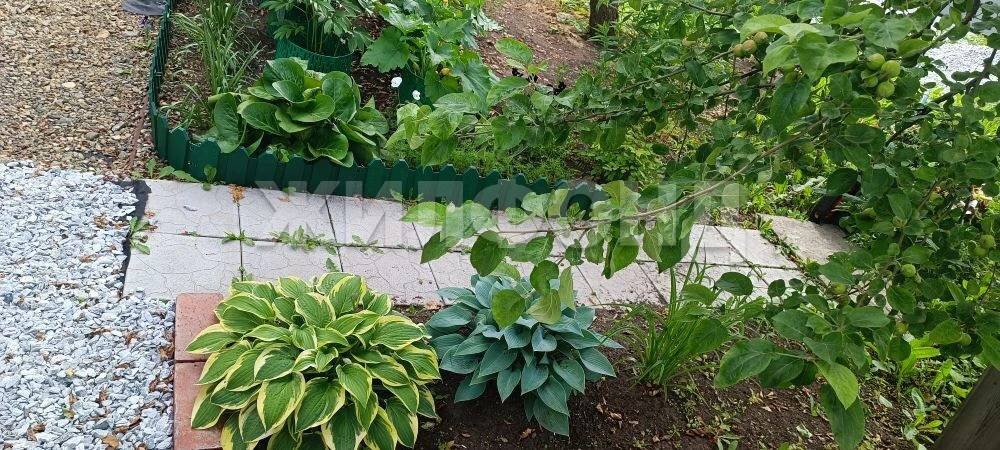 г. Нижний Тагил, КС Лесные Поляны, ул. Вишневая (городской округ Нижний Тагил) - фото сада (8)