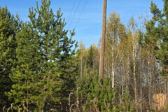 п. Белоярская Застава, ул. проезд. Рябиновый (городской округ Белоярский) - фото земельного участка