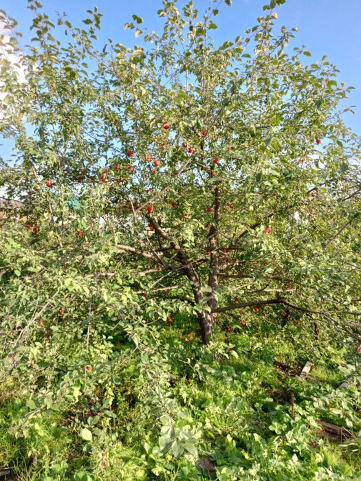 Екатеринбург, Змеиная горка, уч. 171 (Птицефабрика) - фото сада (2)