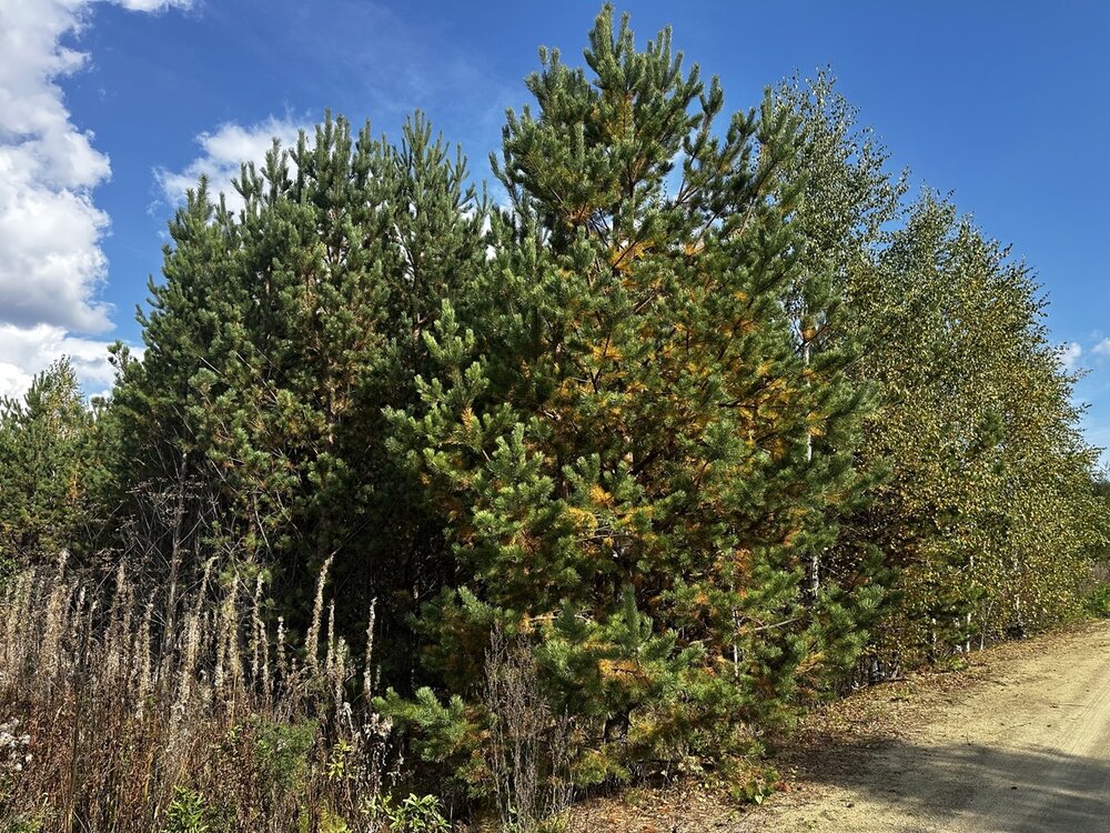 п. Хризолитовый, ул. Ягодная, 6 (городской округ Белоярский) - фото земельного участка (6)
