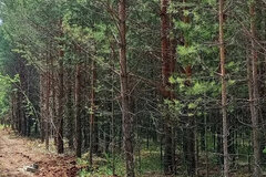 с. Черноусово, ул. Лесная, 68 (городской округ Белоярский) - фото земельного участка