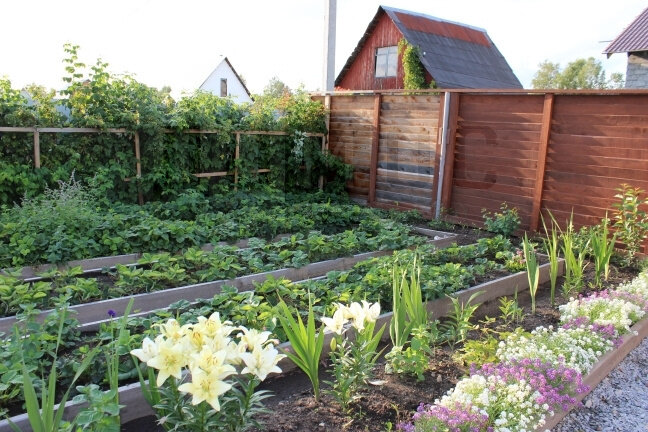 п. Половинный, снт Урал Балтымского лесничества Уралмашевского лесхоза (городской округ Верхняя Пышма) - фото сада (6)