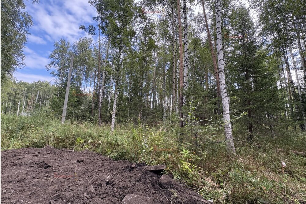 п. Кедровое, ул. Заповедная, 7 (городской округ Верхняя Пышма) - фото земельного участка (4)