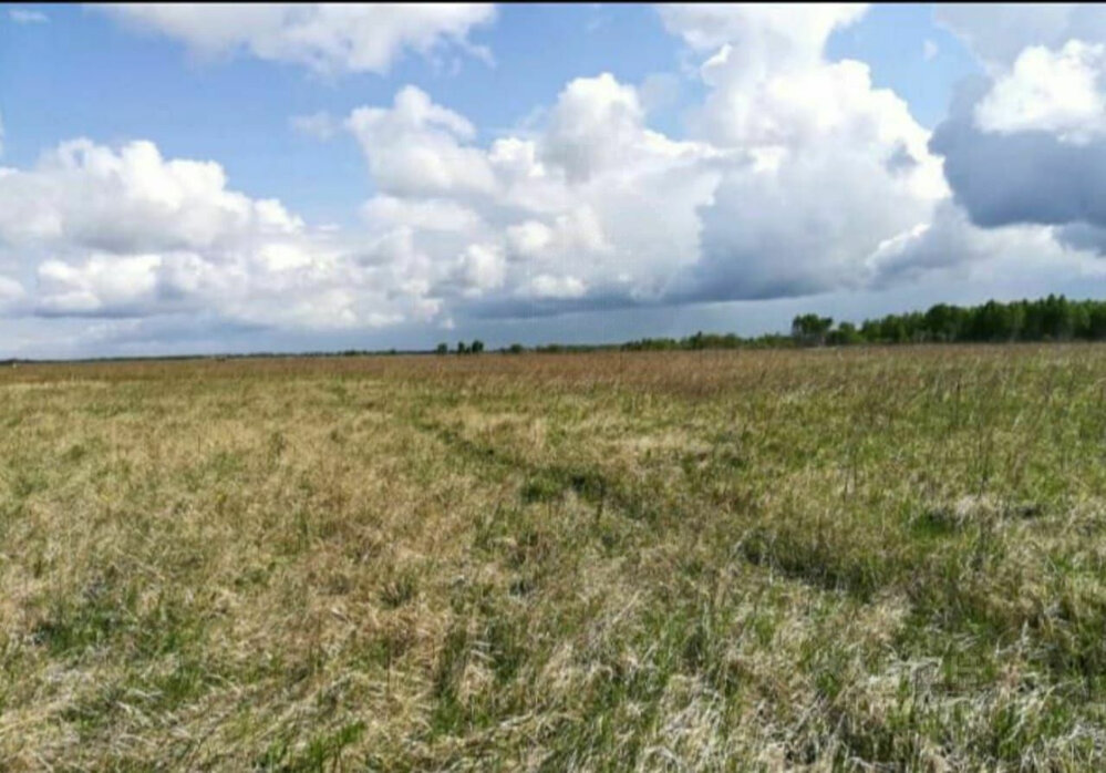 поселок городского типа Белоярский, СНТ Бюджeтник-3, ул. Белоярский район, юго-восточнее р.п. Белоярский (городской округ Белоярский) - фото сада (1)