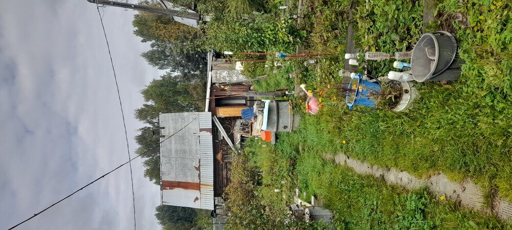 п. Кедровка, СТ Приозёрный, уч. 64 (городской округ Березовский) - фото сада (6)