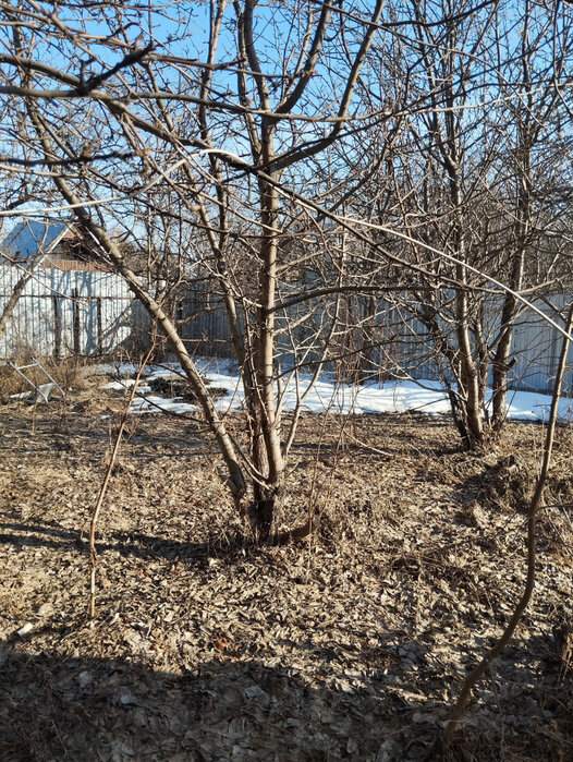 п. Храмцовская, СДТ Фабрики Авангард (городской округ Белоярский) - фото сада (6)