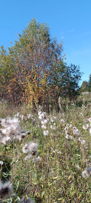 п. Шаля, ул. Урицкого,   (городской округ Шалинский) - фото дома (5)