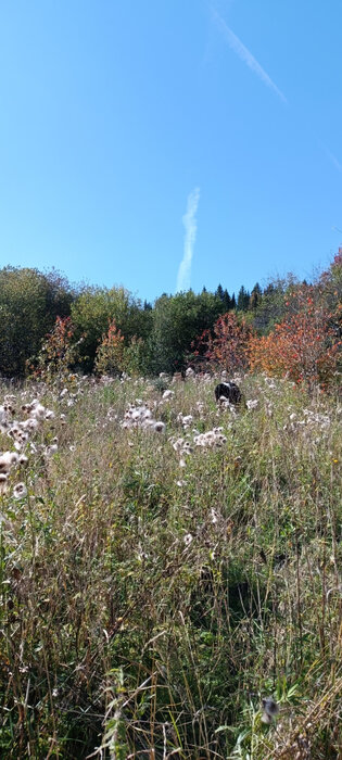 п. Шаля, ул. Урицкого,   (городской округ Шалинский) - фото дома (6)