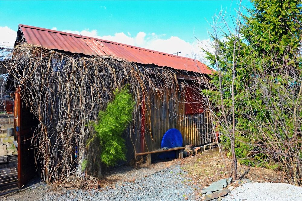 п. Хризолитовый, СНТ 50 лет победы, уч. 63 (городской округ Белоярский) - фото сада (2)