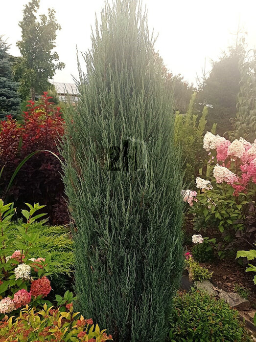 д. Поварня, ул. Ленина, 53/2 (городской округ Белоярский) - фото земельного участка (4)