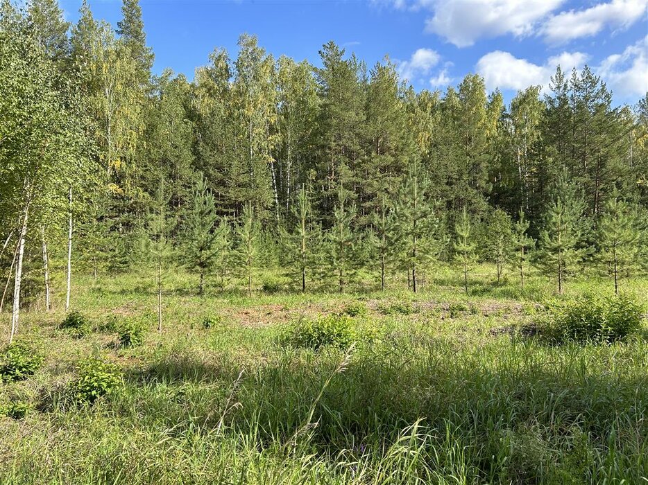 с. Черданцево, ул. Брусничная (городской округ Сысертский) - фото земельного участка (3)