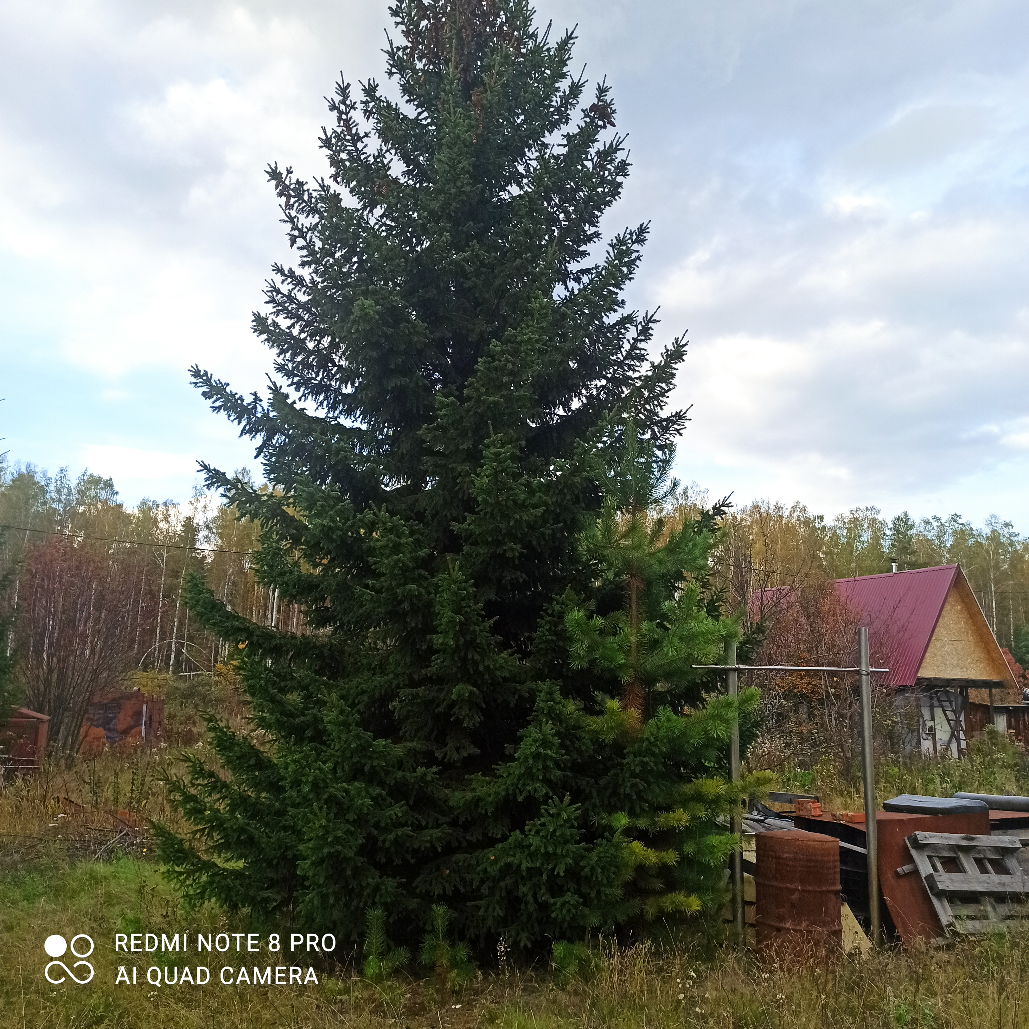 Екатеринбург, к/с  СНТ Березка, уч. 76 - фото сада (2)