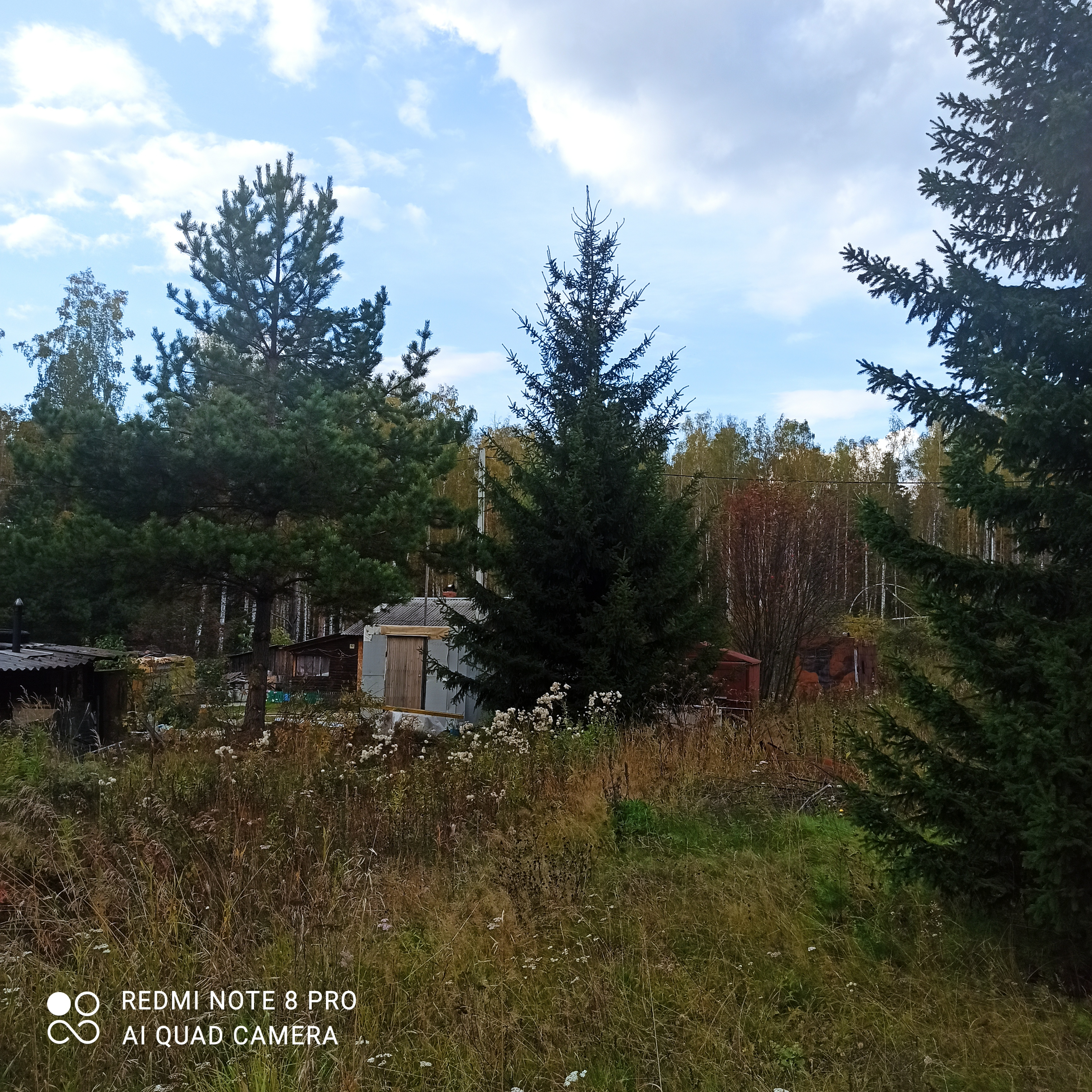 Екатеринбург, к/с  СНТ Березка, уч. 76 - фото сада (5)