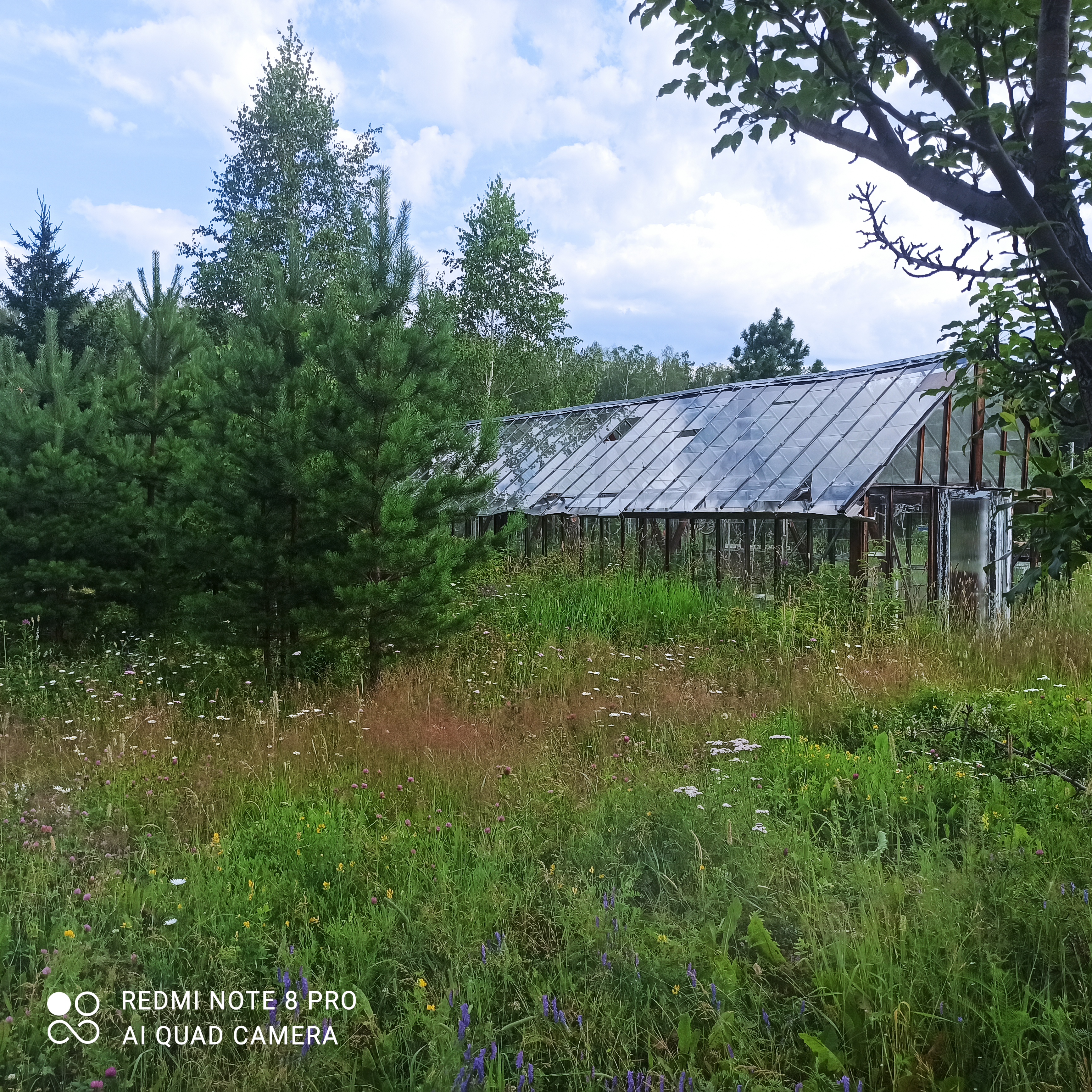 Екатеринбург, к/с  СНТ Березка, уч. 76 - фото сада (6)