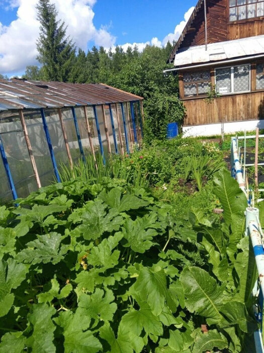 п. Красный, СНТ Солнышко, уч. 138 (городской округ Верхняя Пышма) - фото сада (6)