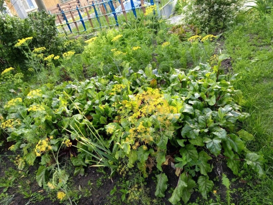 п. Красный, СНТ Солнышко, уч. 138 (городской округ Верхняя Пышма) - фото сада (7)