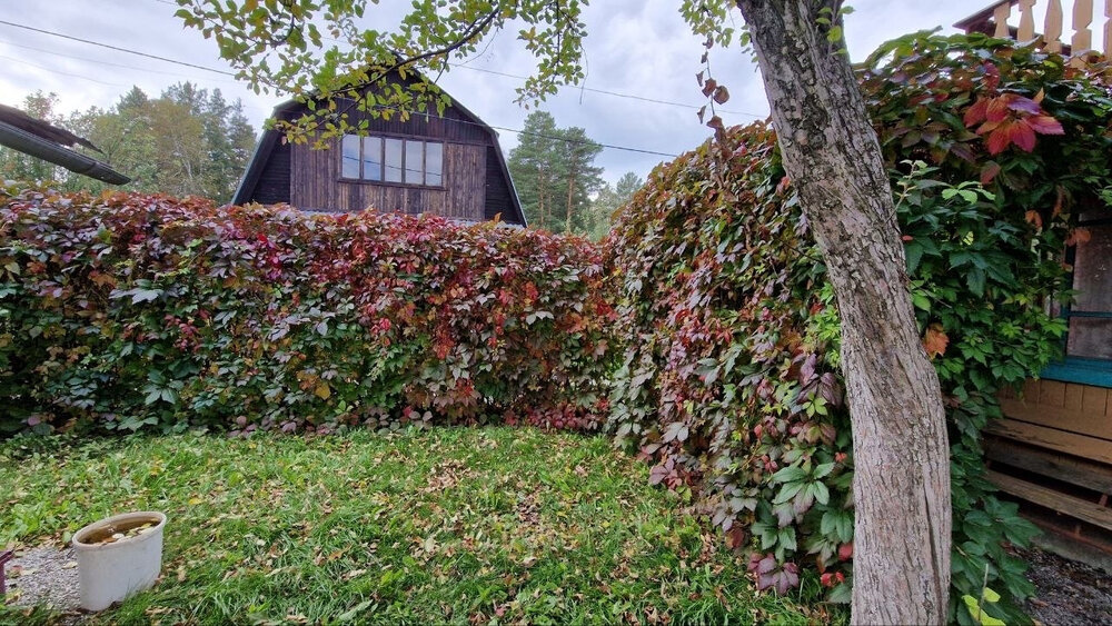 п. Половинный, СНТ Половинка, ул. 3-я, 56 (городской округ Верхняя Пышма) - фото сада (3)