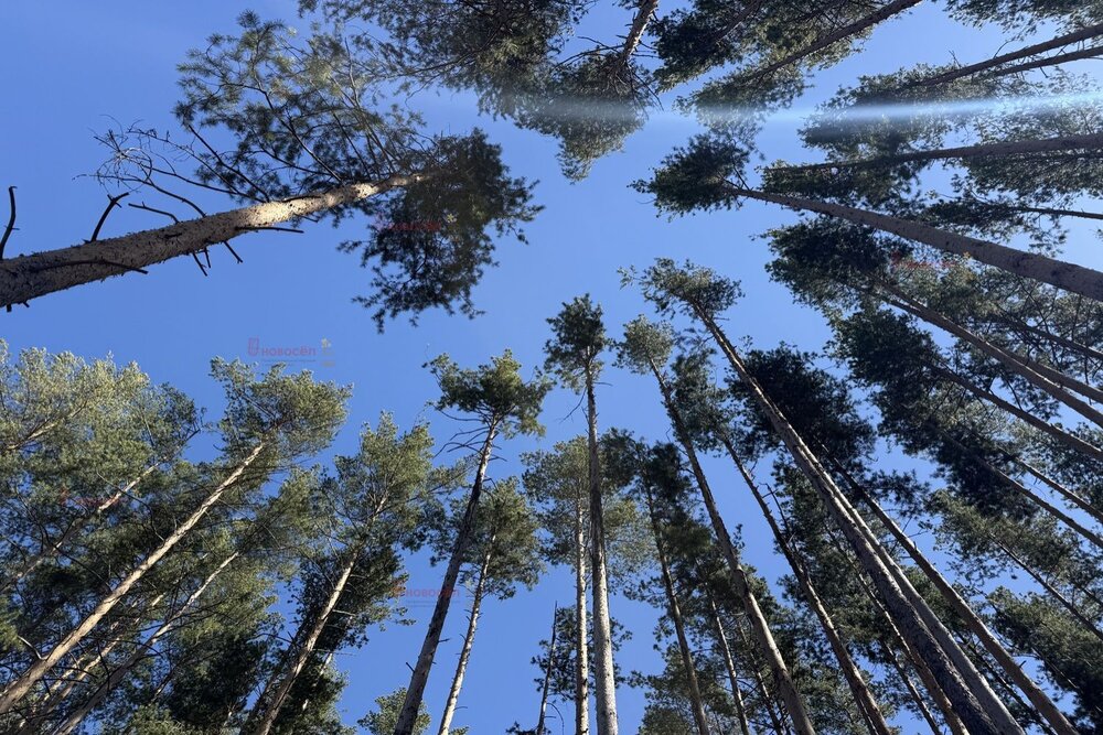к.п. Заповедник, ул. Барс, 36 (городской округ Сысертский, п. Габиевский) - фото земельного участка (2)