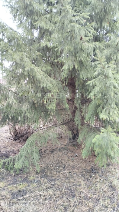 Екатеринбург, СНТ Дорожник - фото сада (6)