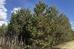 п. Хризолитовый, ул. Еловая, 16 (городской округ Белоярский) - фото земельного участка