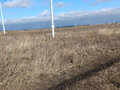 Продажа садового участка: поселок городского типа Белоярский, Бюджетник 3, ул. Белоярский район, юго-восточнее р.п. Белоярский (городской округ Белоярский) - Фото 5