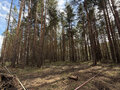 Продажа земельного участка: д. Токарево, ул. деревня токарево (городской округ Сысертский) - Фото 3
