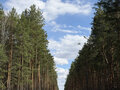 Продажа земельного участка: д. Токарево, ул. деревня токарево (городской округ Сысертский) - Фото 5