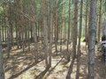 Продажа земельного участка: к.п. Олимпик Парк, ул. Заповедная, 501 (городской округ Сысертский, с. Фомино) - Фото 7