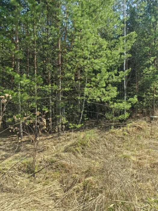 г. Заречный, ул. кв-л. Соловьиная роща, 53 (городской округ Заречный) - фото земельного участка (1)