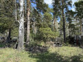 Продажа садового участка: Екатеринбург, тер. СНТ. Жилищник-3 - Фото 5