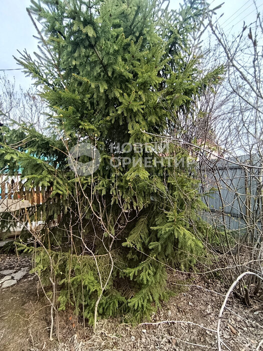 п. Рассоха, СНТ 50 лет Победы (городской округ Белоярский) - фото сада (7)